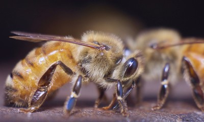 Bee8