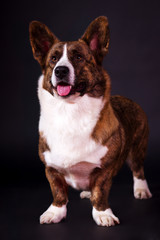 Welsh Corgi Cardigan