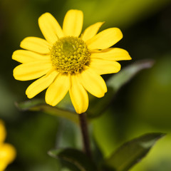 Husarenknopf, (Sanvitalia),