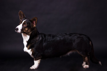 Welsh Corgi Cardigan