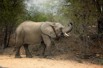 Fototapety  Słoń, Park Narodowy Krugera w RPA