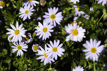 Garten-Schön-Aster, (Kalimeris incisa),