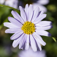 Garten-Schön-Aster, (Kalimeris incisa),