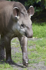 Fototapeta premium South American tapir (Tapirus terrestris)