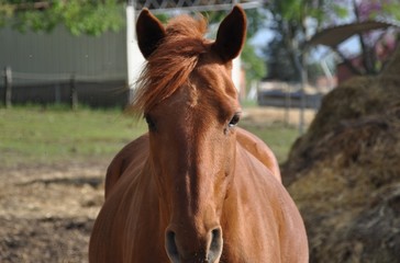 cheval portrait nature &eacute;quitation