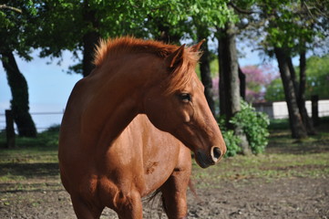 cheval nature animal portrait beau temps &eacute;quitation