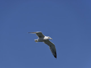 Seagull flying in the blue sky. Sea bird