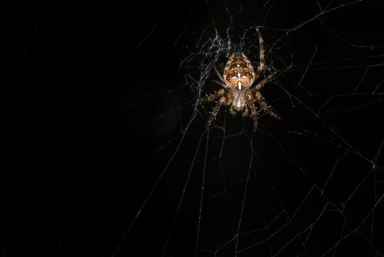 Waiting / A Lowkey image of the European Garden Spider, Araneus diadematus on it's web.