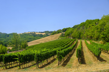 Fototapeta na wymiar Summer landscape near Chianciano and Montepulciano