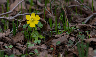 197/5000 Gelber Eranthis ist eine Frühlingsblume. Eranthis hyemalis - frühe Frühlingszeichen Er...