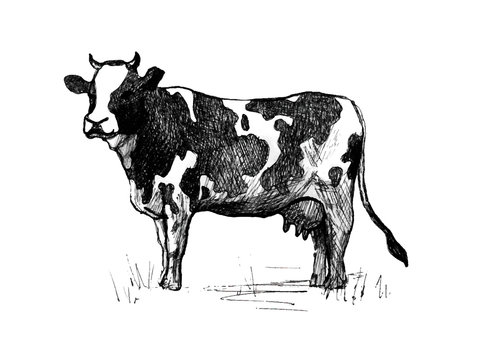 Cow. Line art