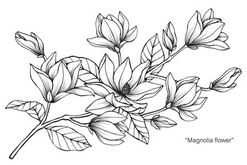 Fototapeta premium Magnolia flower drawing illustration. Black and white with line art. 