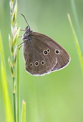 Ringlet