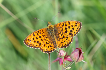 Lesser marbled fritillary