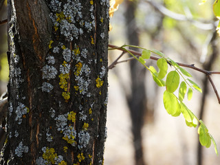 Multicolored lichens
