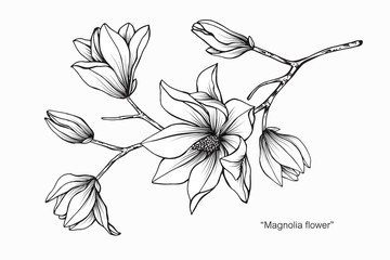 Obraz premium Ilustracja rysunek kwiat magnolii. Czarno-białe z grafiką.