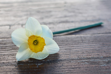 Narcissus on a wooden table