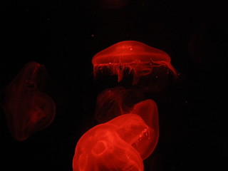 Quallen rot