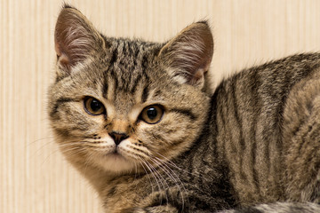 Scottish Straight cat