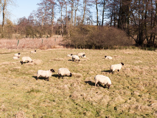 close up of sheep resting grazing eating grass in field summer spring