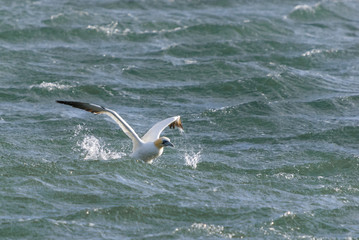 Lift Off / The Northern Gannet, Morus bassanus, lifting off from The Minch, Scotland. 3 October 2009.