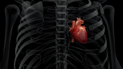 3D illustration of a human (x-ray) chest and a realistic heart