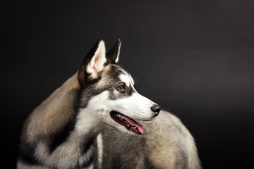 Husky on black background