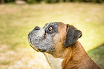 Fototapeta premium Deutscher boxer