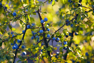 Schlehe Beere Blatt Zweig Natur