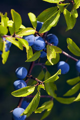 Schlehe Beere Blatt Zweig