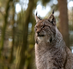 Luchs 