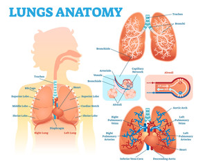 Lungs anatomy medical vector illustration diagram set with lung lobes, bronchi and alveoli. Educational information poster. 