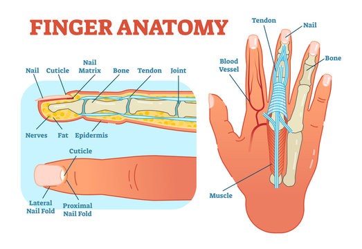 Finger anatomy medical vector illustration with bones, muscle scheme and finger cross section. 