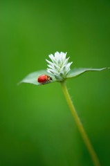 Ladybug on green leaf