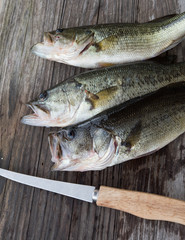 Southern Largemouth Bass on a cuttingboard