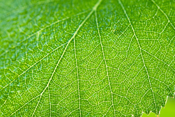 wet green leaf of a birch close up macro