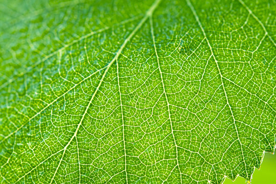 wet green leaf of a birch close up macro