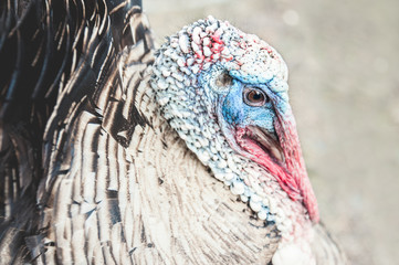 Head of adult Turkey with a beak and eyes.