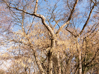 view of hanging catkins on tree in spring beautiful