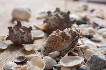 Mixed sea shels