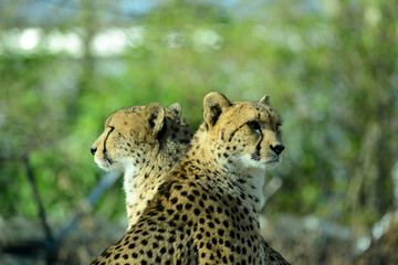 Nahaufnahme eines Gepard