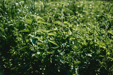 juicy nettle in sunlight with blurry background