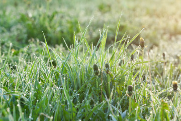 green grass with drops of dew on a spring meadow