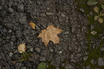 Autumn maple leaf on the earth