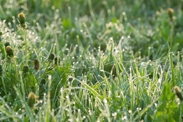 green grass with drops of dew on a spring meadow