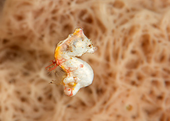 Pygmy seahorse pontohi ( Hippocampus pontohi ) also known as Pontoh's pygmy seahorse or the weedy pygmy seahorse is swimming above corals of Bali