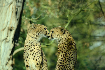 Nahaufnahme eines Gepard © R+R