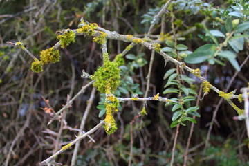 Ramitas con musgo y liquen