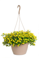 A hanging basket full of creeping yellow zinnia. - 193008231