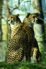 Portrait eines Gepard